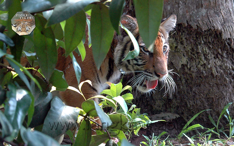 Tiger! Tiger! Langkawi