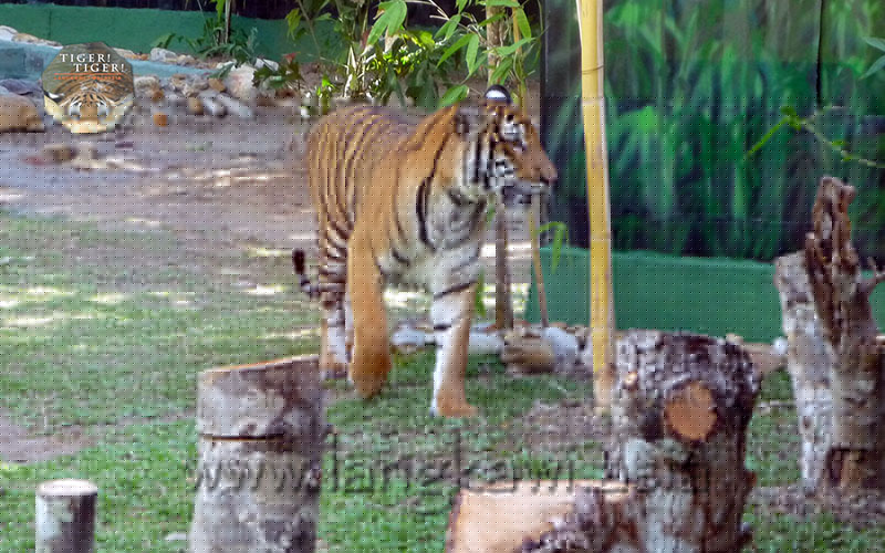 Tiger! Tiger! Langkawi
