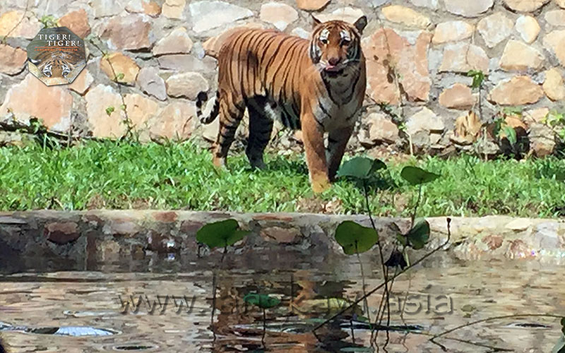 Tiger! Tiger! Langkawi